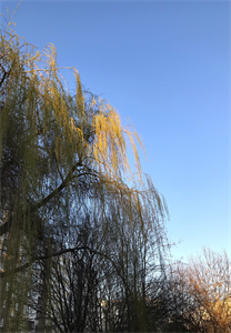 Природа 715.png